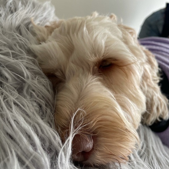 Meet your Posher, Leanne - Picture 1 of 1